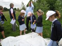 Pond Dipping & Meadow Sweeps